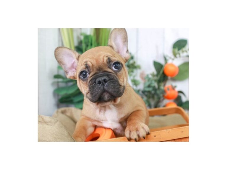 French Bulldog