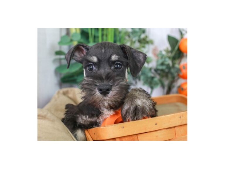 Mini Schnauzer