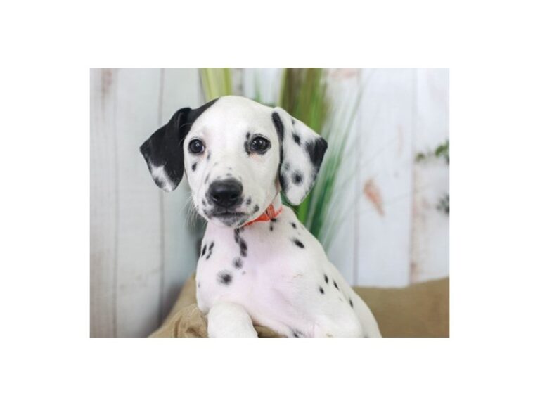Dalmatian