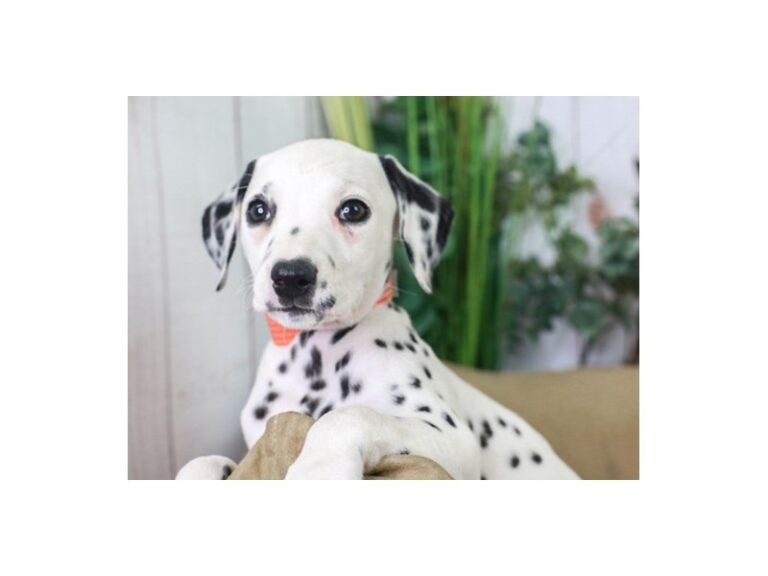 Dalmatian