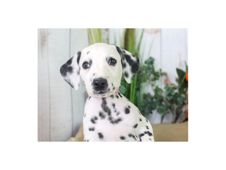 Dalmatian