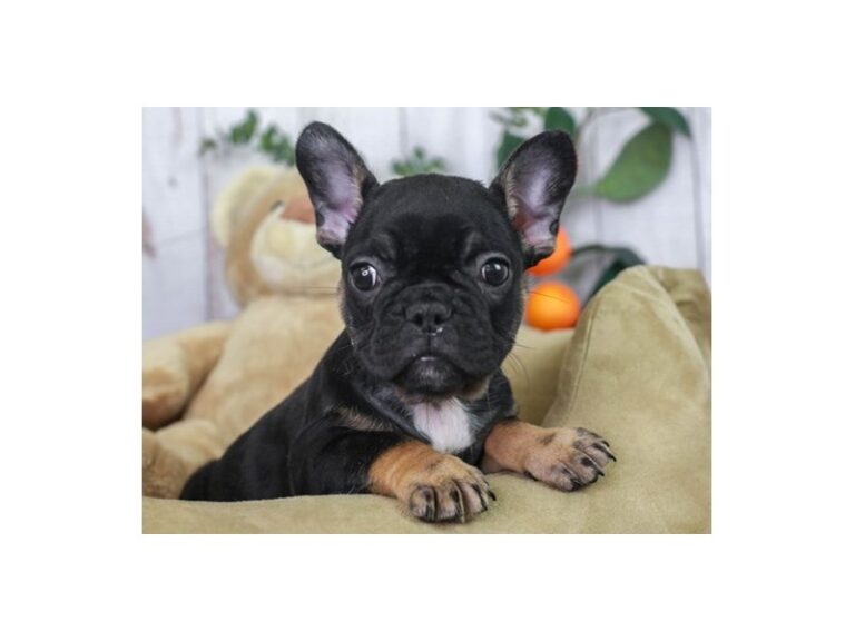 French Bulldog
