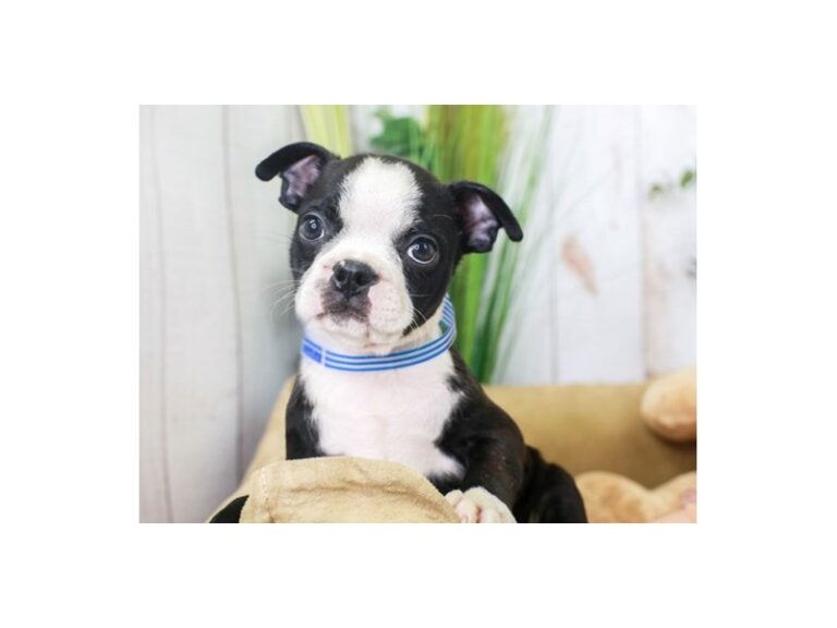 Boston Terrier