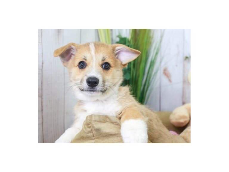 Pembroke Welsh Corgi