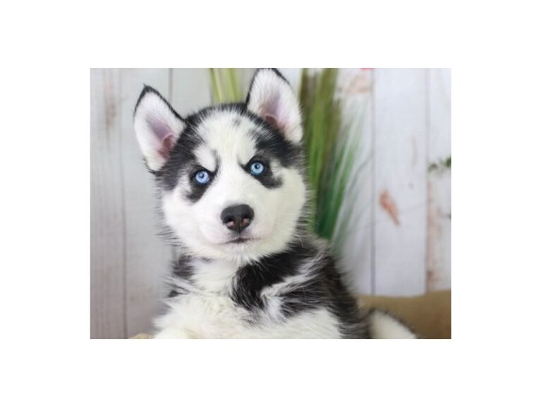 Siberian Husky