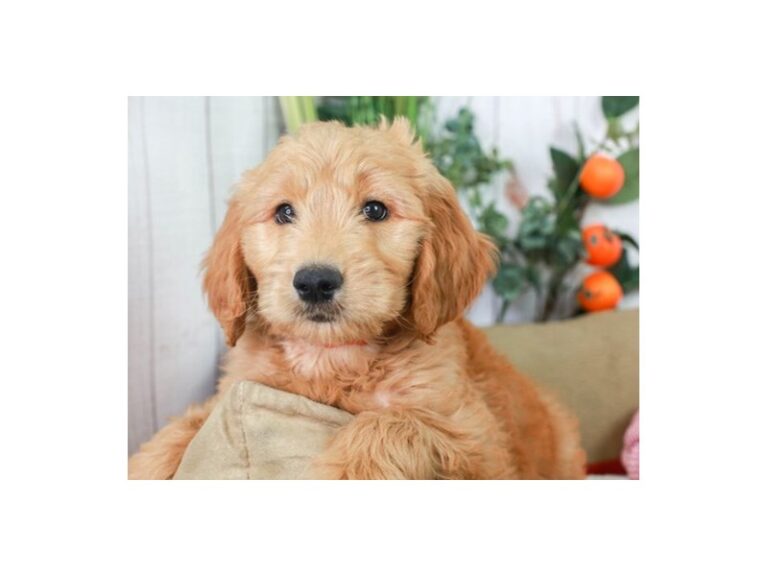Goldendoodle