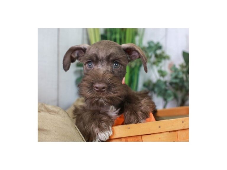 Mini Schnauzer