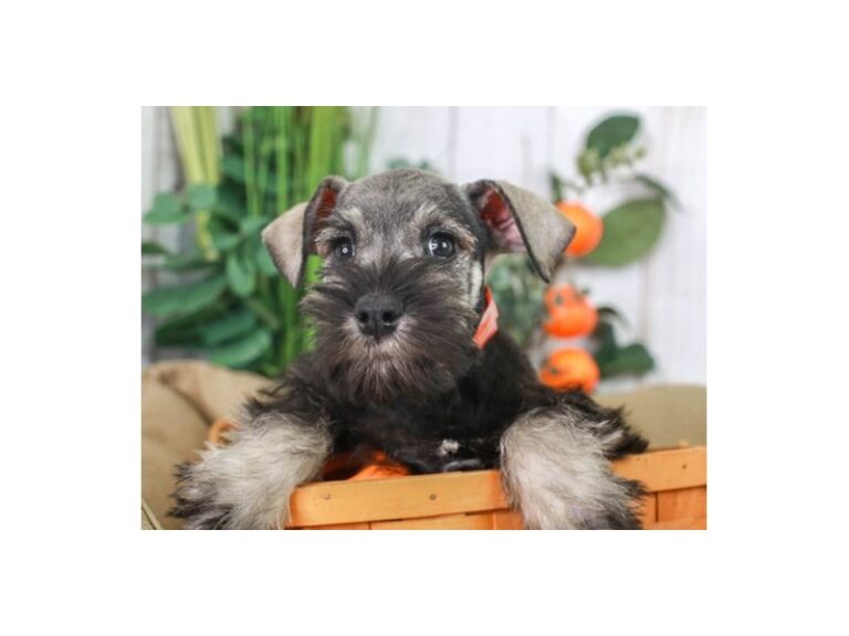 Mini Schnauzer