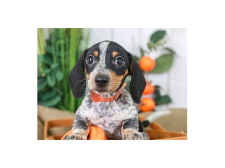 Dachshund