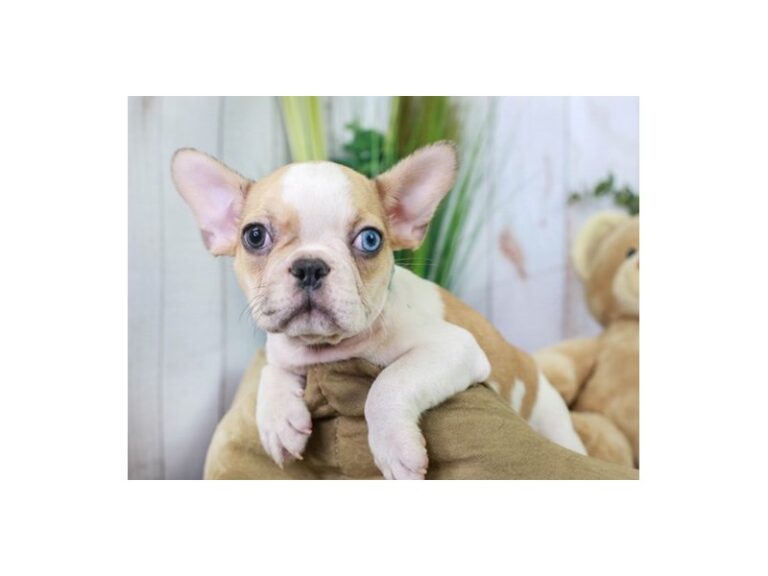 French Bulldog