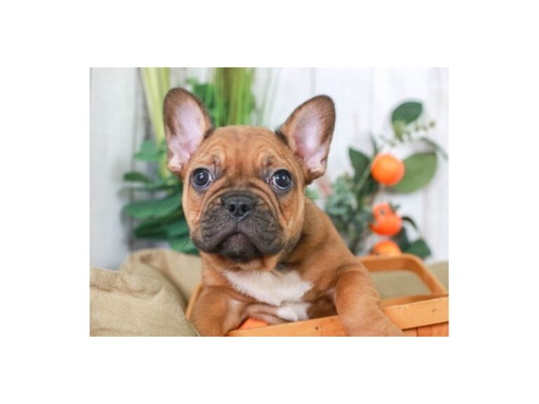 French Bulldog