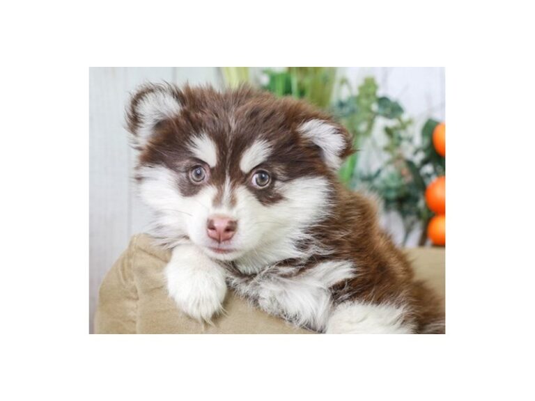 Pomsky