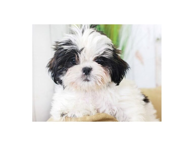 Shih Tzu