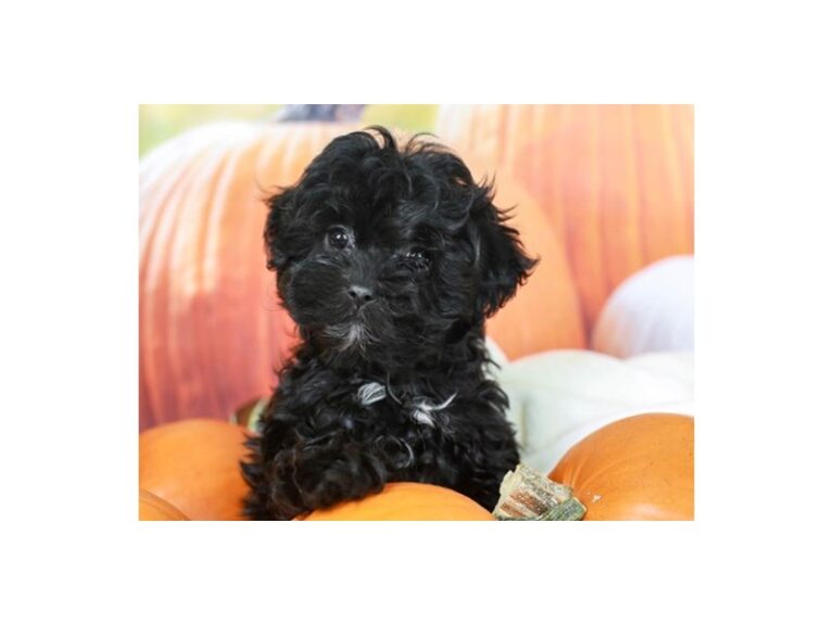 Shih Poo