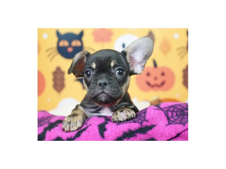 French Bulldog