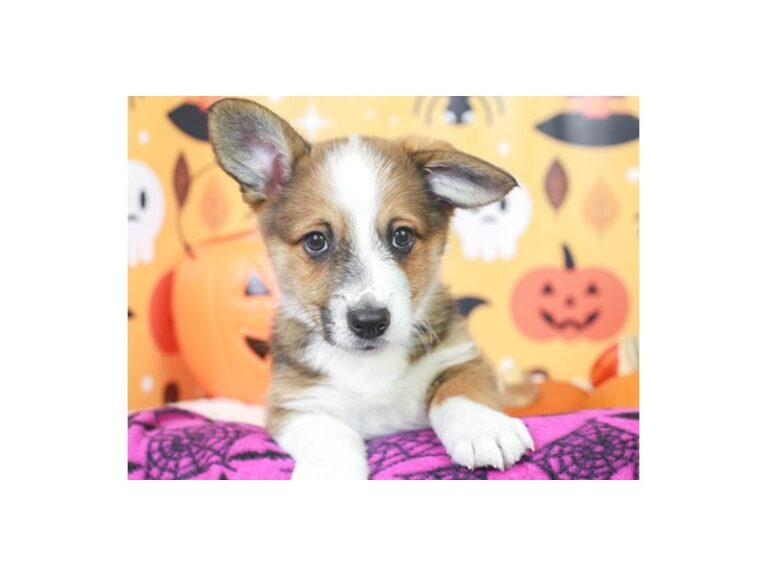 Pembroke Welsh Corgi