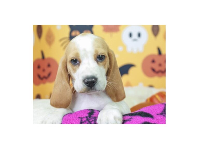 Beagle