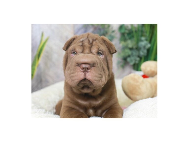 Shar Pei
