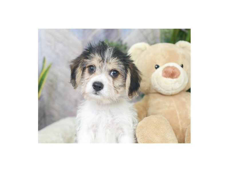 Malteagle-Male--2878533-Animal Kingdom | Puppies N Love