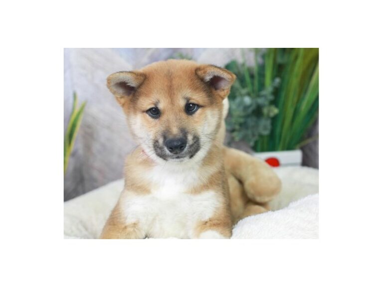 Shiba Inu