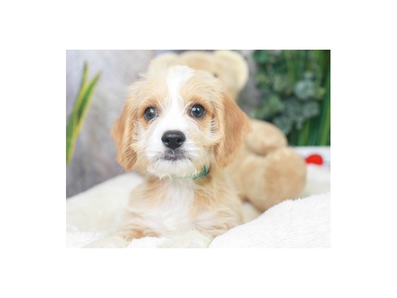 Beagle Poo DOG Male 2878451 Animal Kingdom Puppies N Love