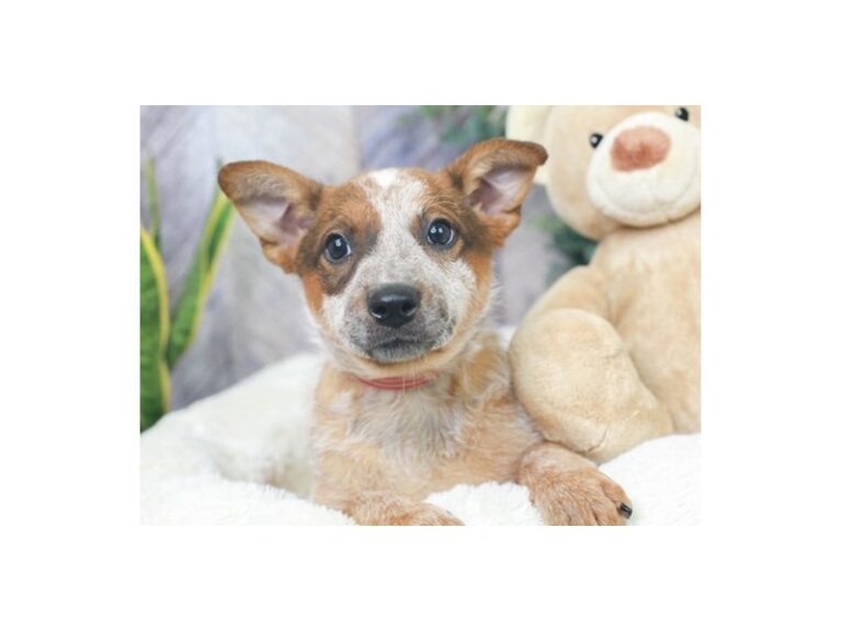 Queensland Heeler
