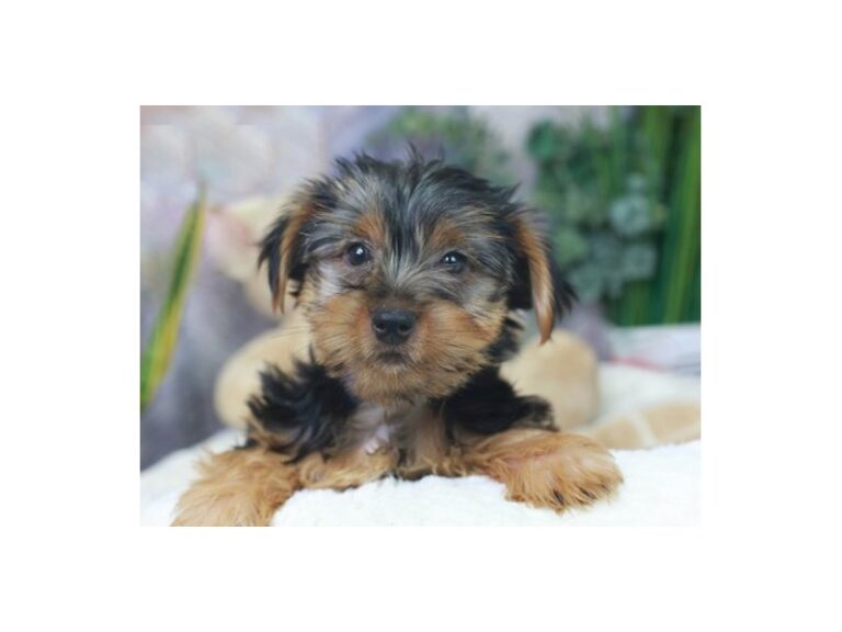 Yorkshire Terrier
