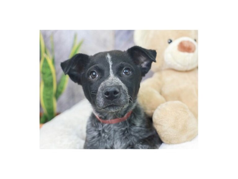 Queensland Heeler