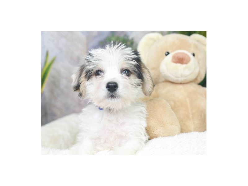 Malteagle-Male--2878532-Animal Kingdom | Puppies N Love