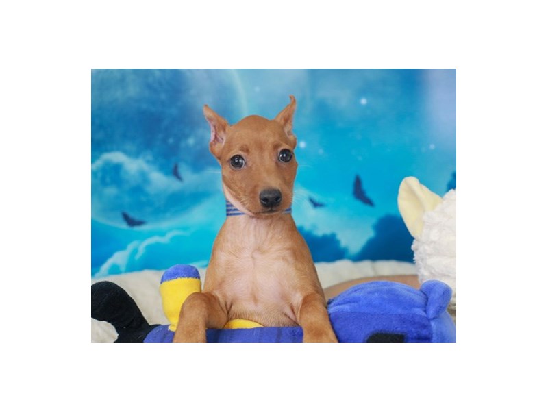 Min Pin-Female--2885405-Animal Kingdom | Puppies N Love