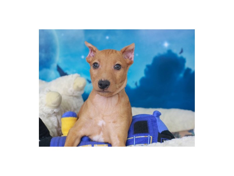 Min Pin-Male--2885403-Animal Kingdom | Puppies N Love