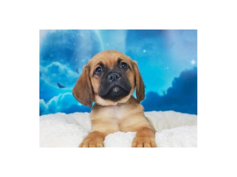Puggle