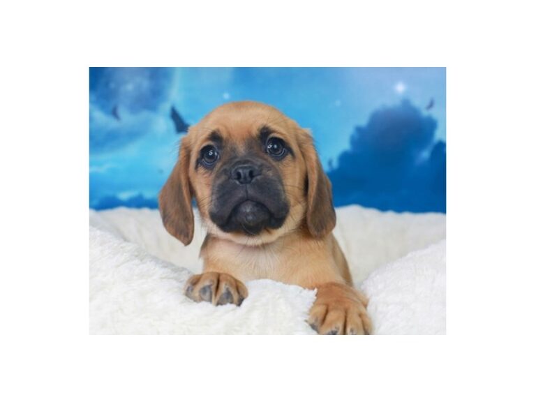 Puggle