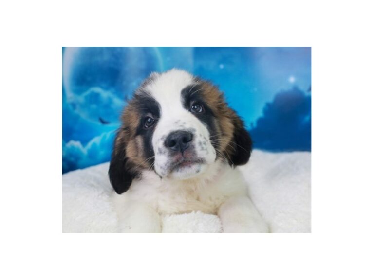 Saint Bernard