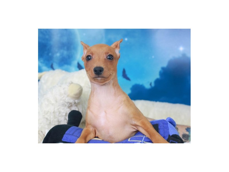 Min Pin-Male--2885402-Animal Kingdom | Puppies N Love