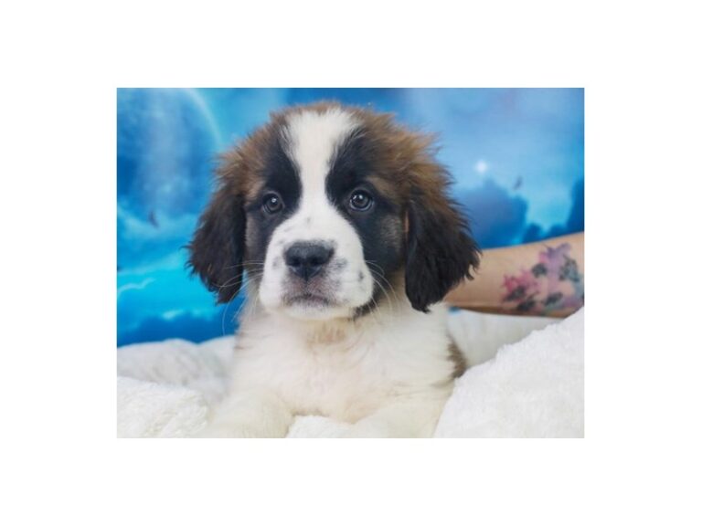 Saint Bernard