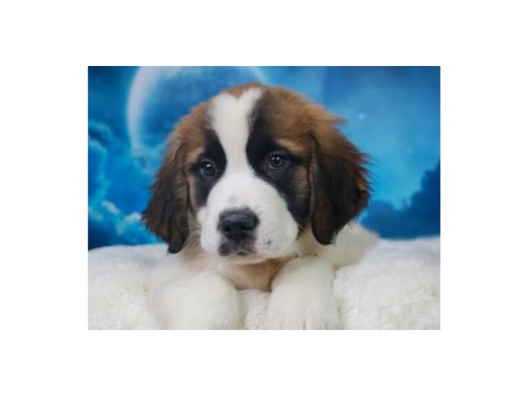 Saint Bernard