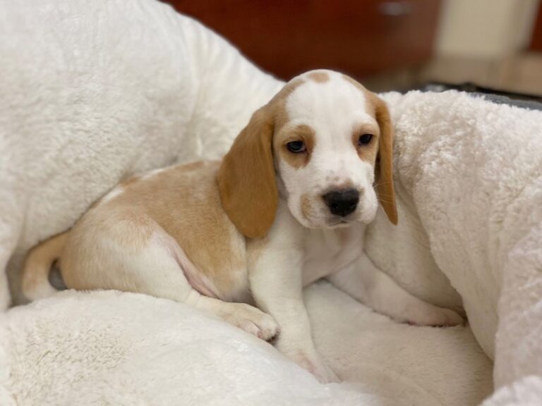 Beagle