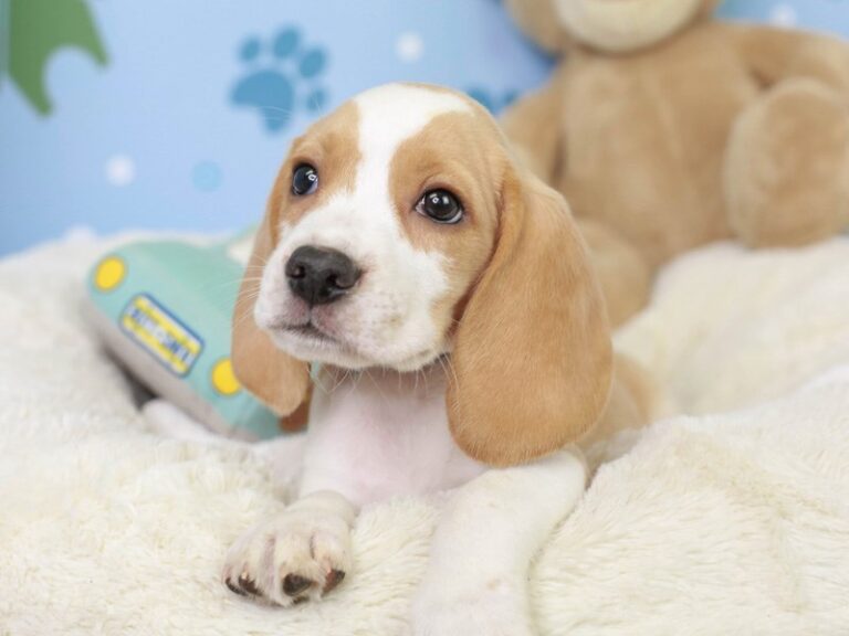 Beagle