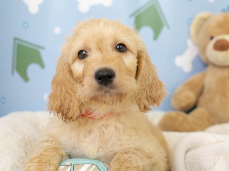 Goldendoodle