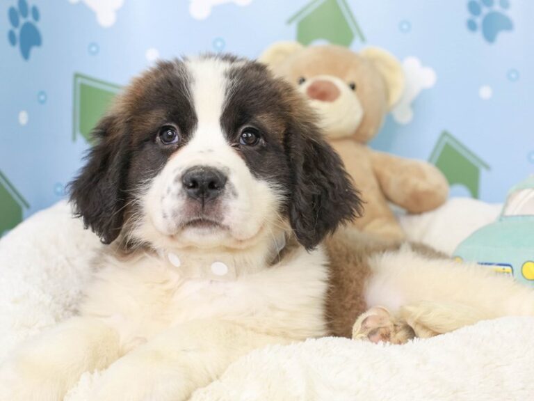 Saint Bernard