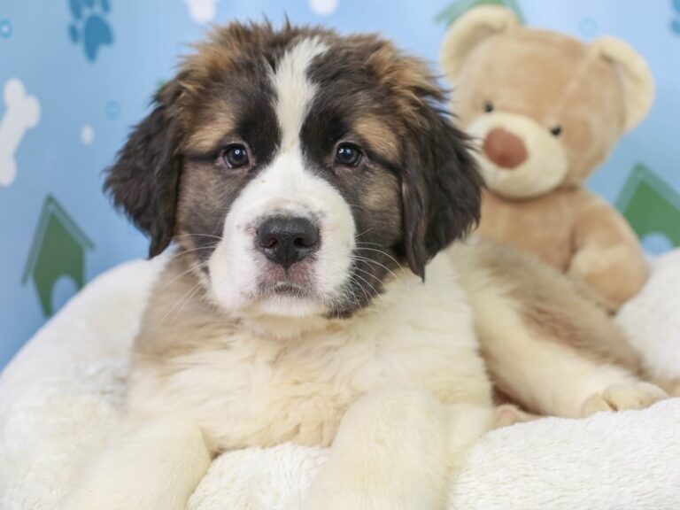 Saint Bernard