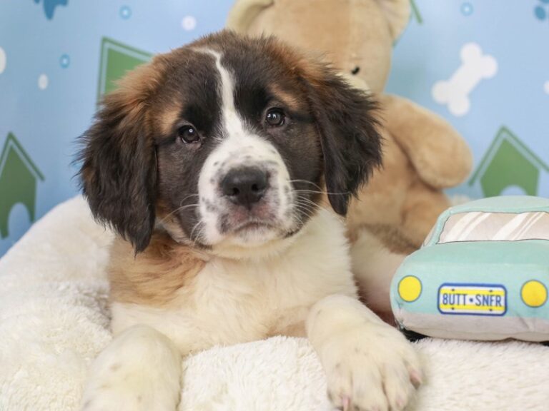Saint Bernard