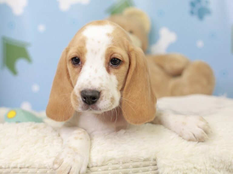 Beagle
