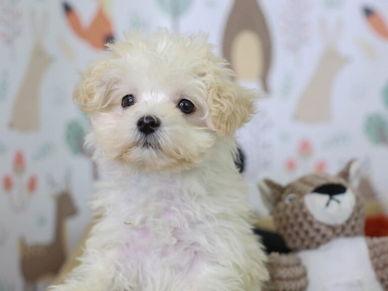 Maltipoo