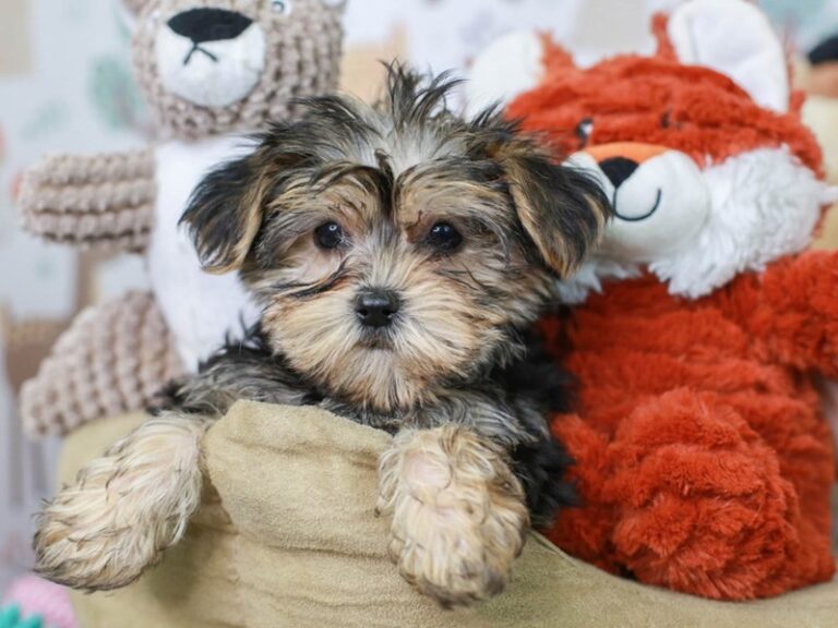 Morkie