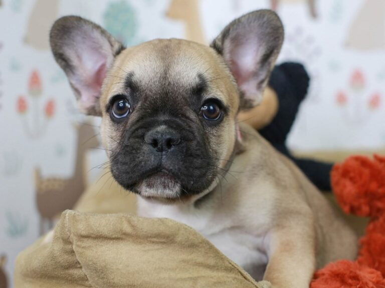 French Bulldog