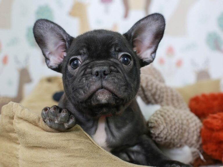 French Bulldog