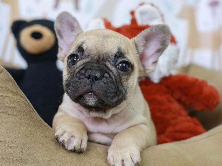 French Bulldog