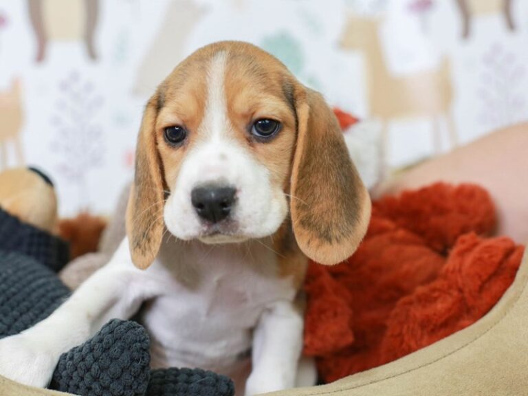 Beagle